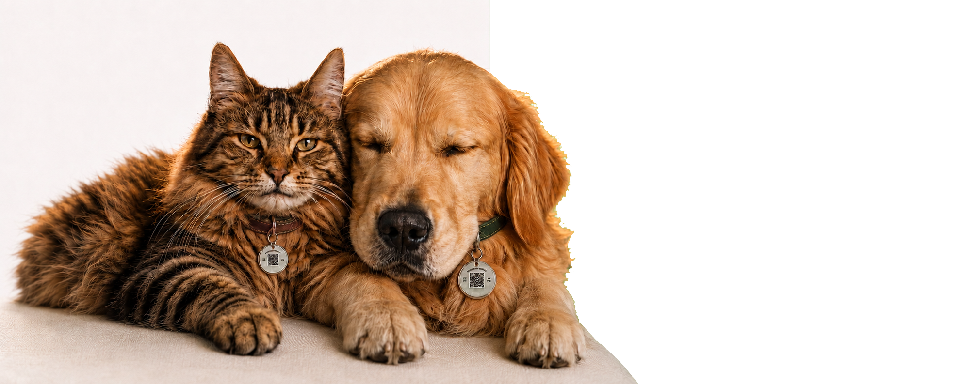 Gato e cachorro usando medalhas Documento Animal